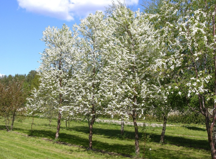 Черемуха обыкновенная (prunus padus)