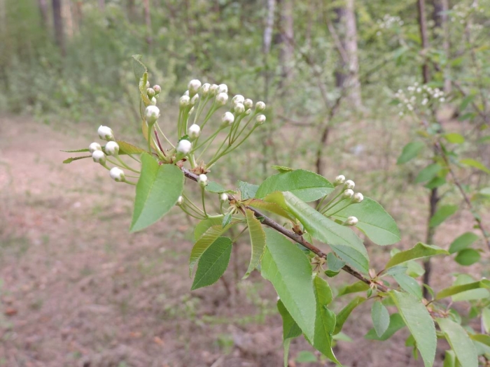 Черемуха обыкновенная падус