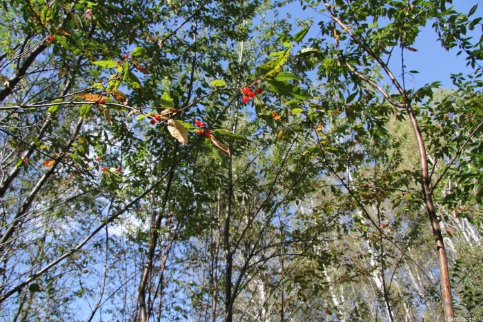 Вишня пенсильванская