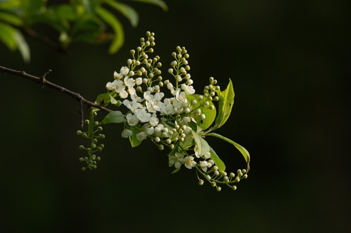 Черемуха обыкновенная цветение