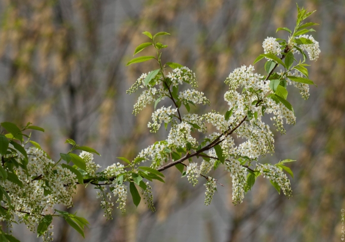 Дерево черемуха