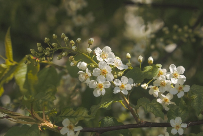 Цветки черемухи