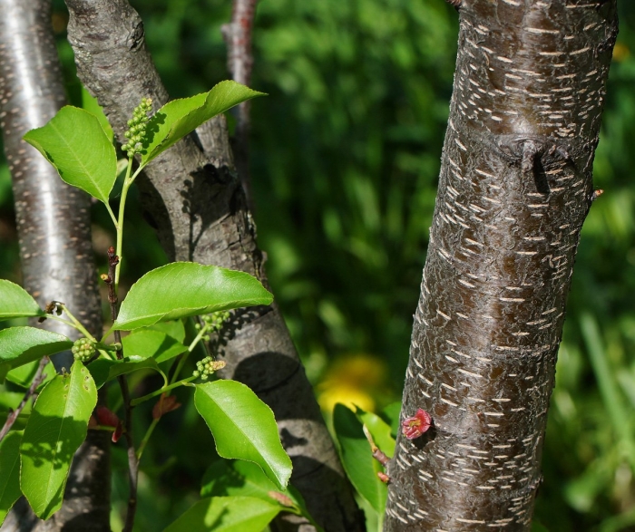 Черемуха пенсильванская кора