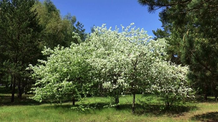 Яблоня сибирская malus baccata