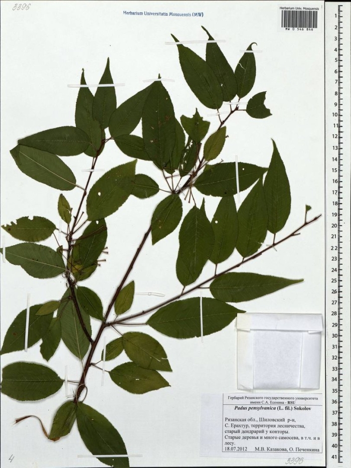 Черемуха обыкновенная гербарий