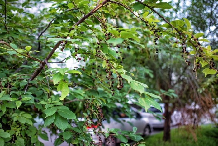 Черемуха красная виргинская