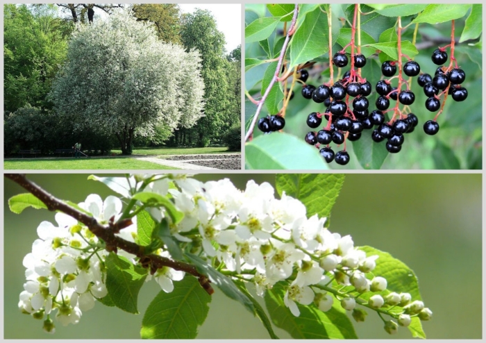 Черемуха обыкновенная