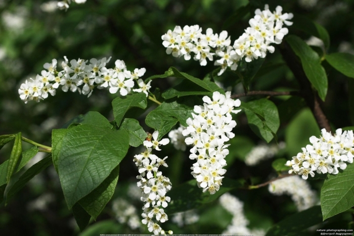 Черемуха куст