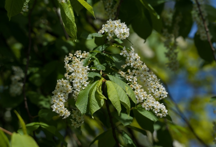 Черемуха обыкновенная цветет
