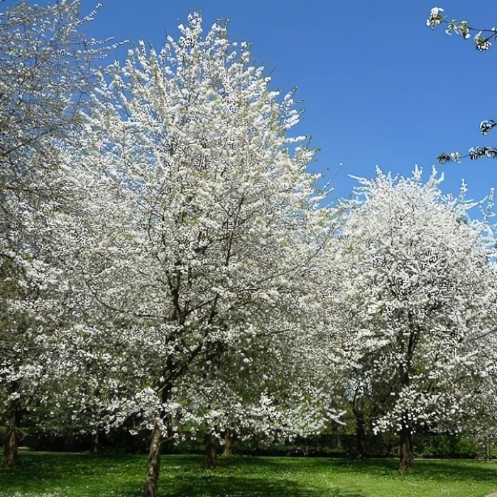 Вишня птичья плена prunus avium plena