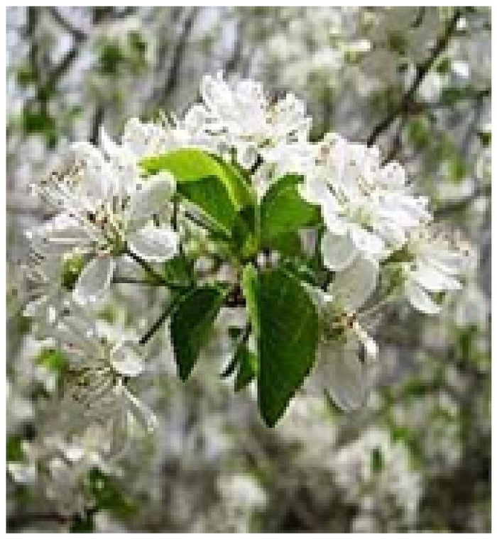 Черемуха антипка