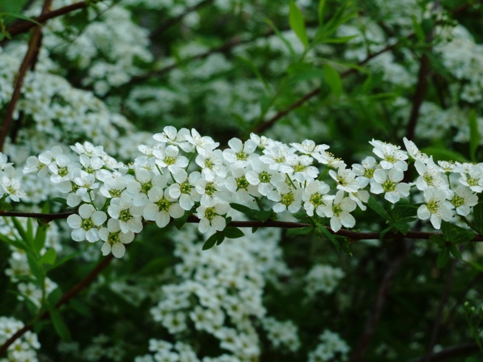 Спирея аргута (spiraea arguta)