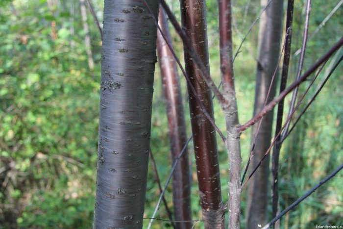 Черемуха обыкновенная кора