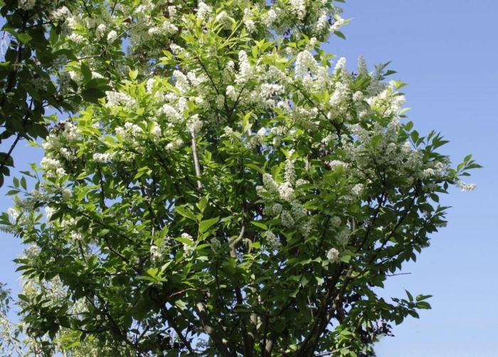 Черёмуха обыкновенная куст