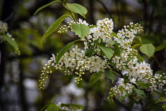 Цветущая черемуха