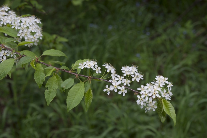 Вишня (черемуха) пенсильванская