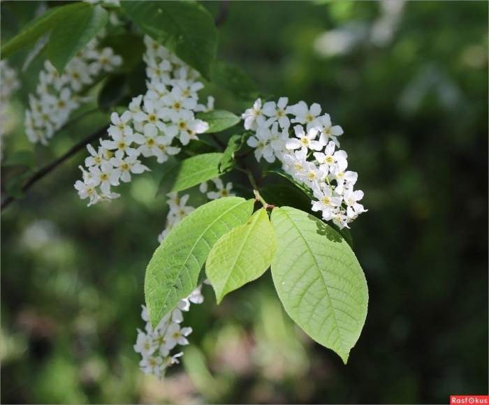 Маака черемуха