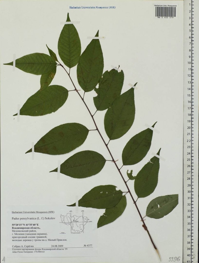 Черемуха пенсильванская листья