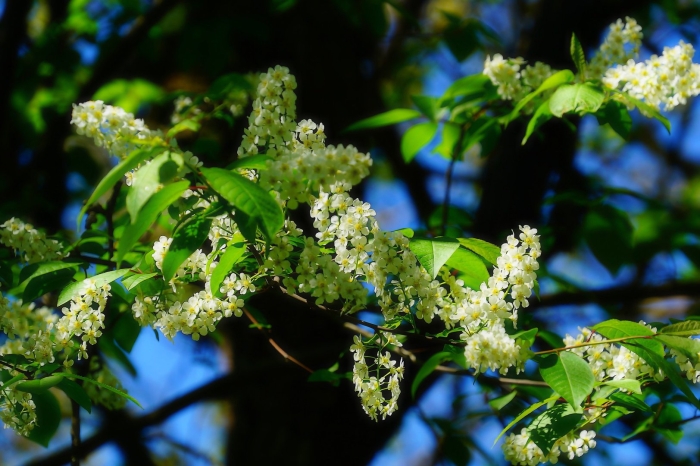 Расцвела черемуха