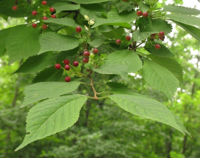 Вишня максимовича