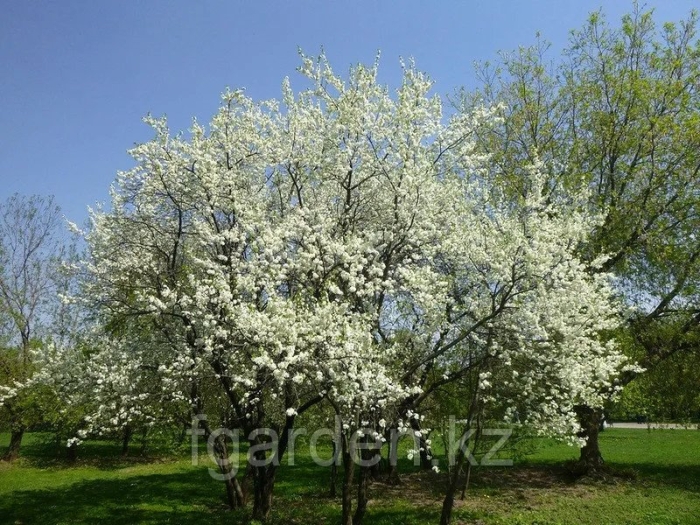 Вишня птичья prunus avium