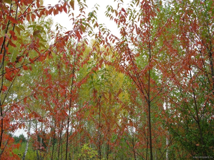 Prunus pensylvanica черемуха пенсильванская