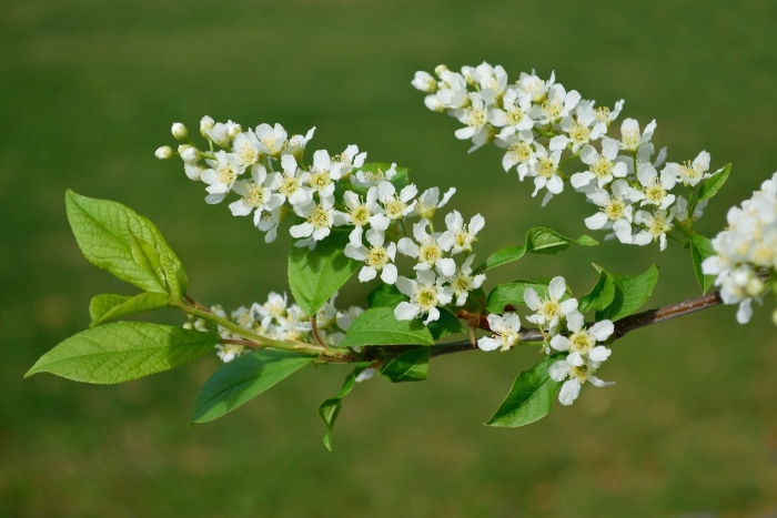 Черемуха обыкновенная