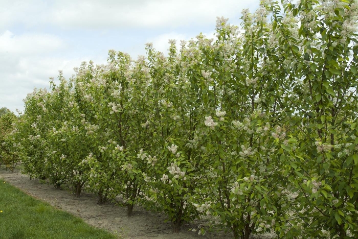 Черемуха маака