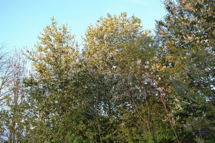 Черемуха обыкновенная ватерери