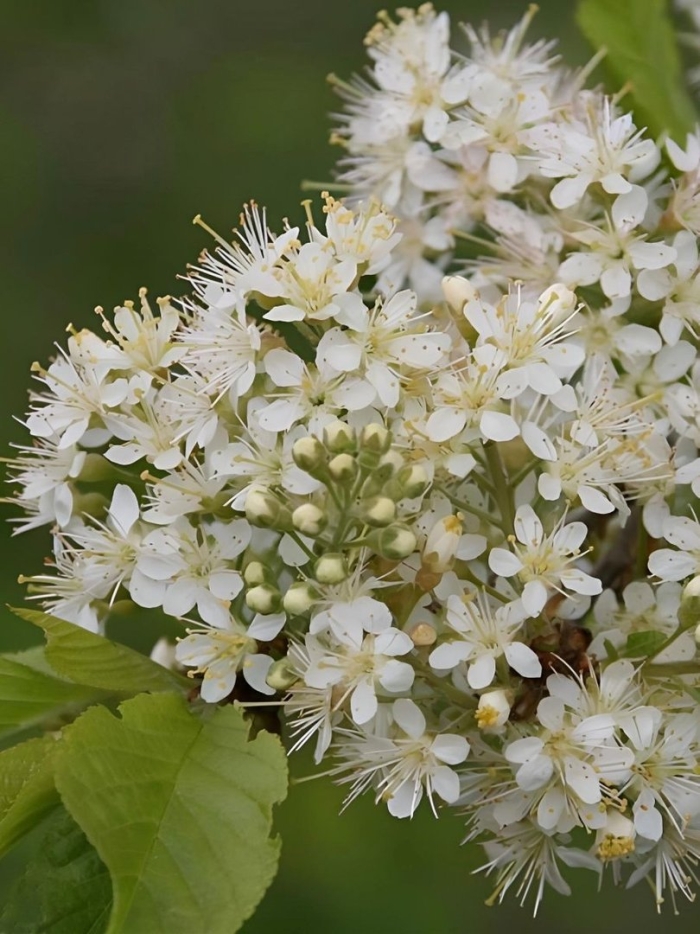 Маака черемуха