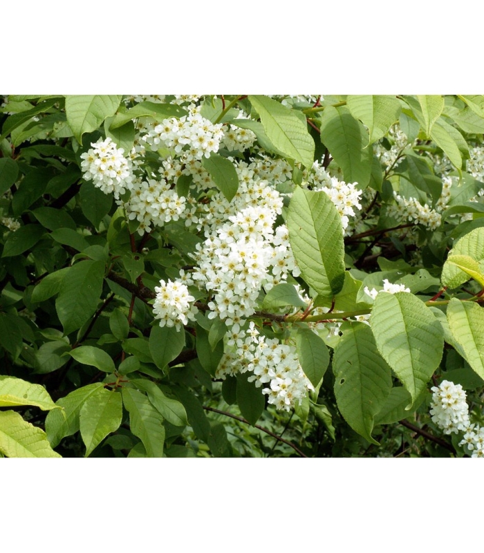 Черемуха кустарник