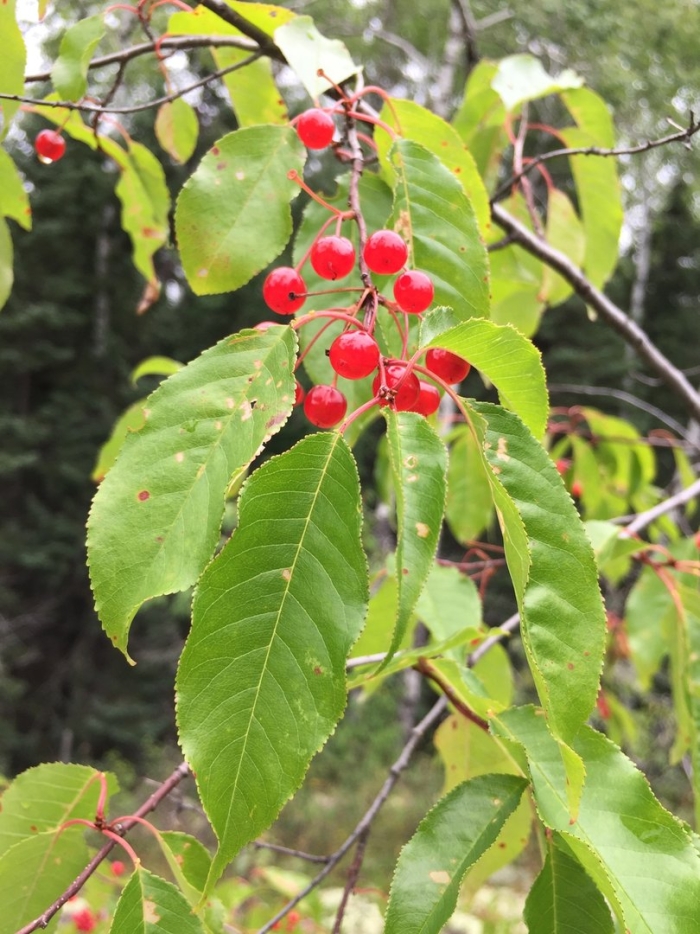 Вишня пенсильванская
