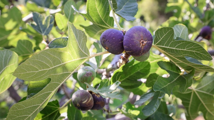 Инжир смоковница