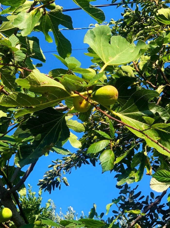 Смоковница ягода