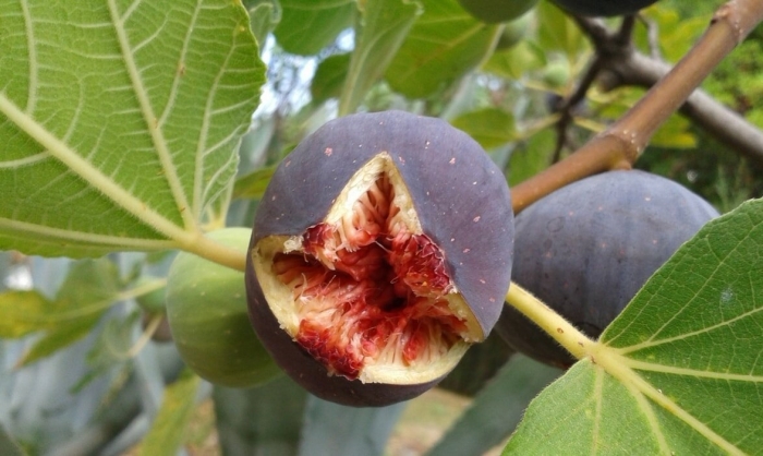 Инжир фиговое дерево