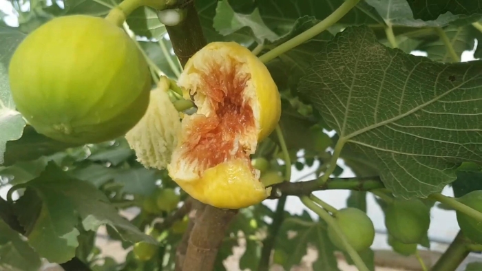 Инжир узбекский желтый