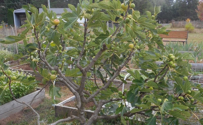 Инжир фиговое дерево