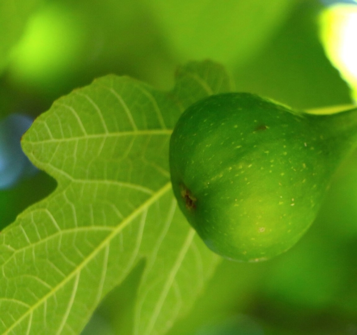 Зелёный инжир