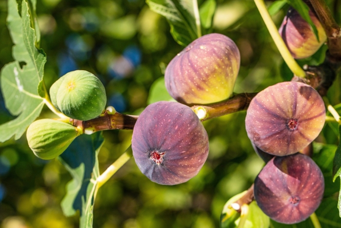 Инжир брожиотто неро