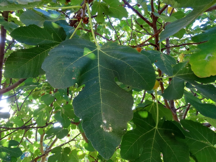 Дерево инжира