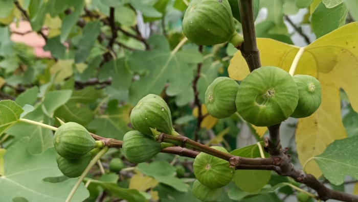 Фиговое дерево плоды