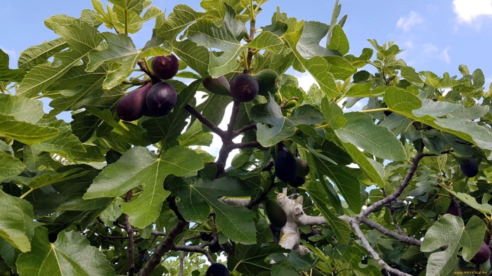 Инжир обыкновенный смоковница