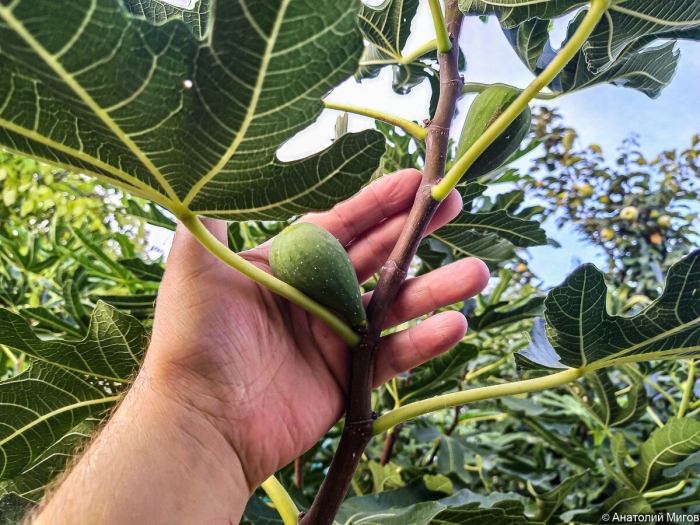 Инжир комнатный