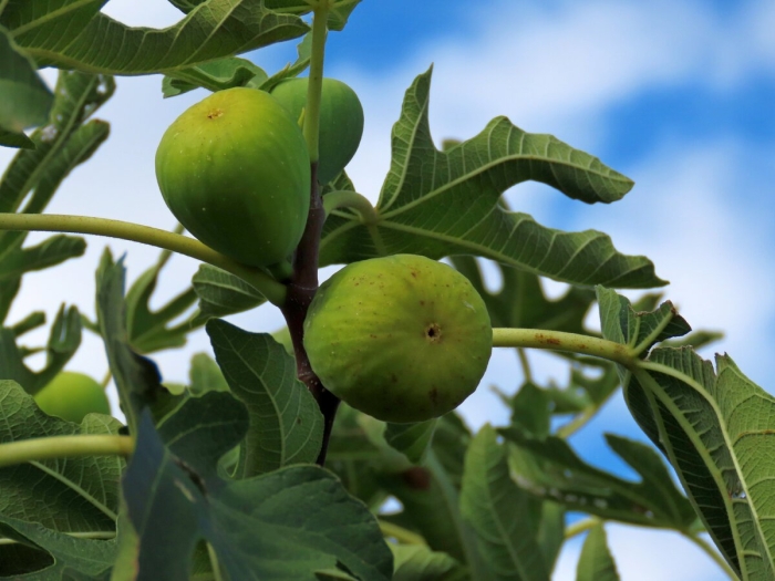 Инжир фиговое дерево