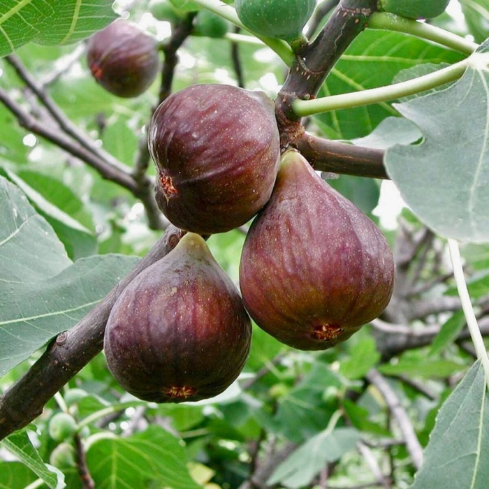 Ficus carica дерево