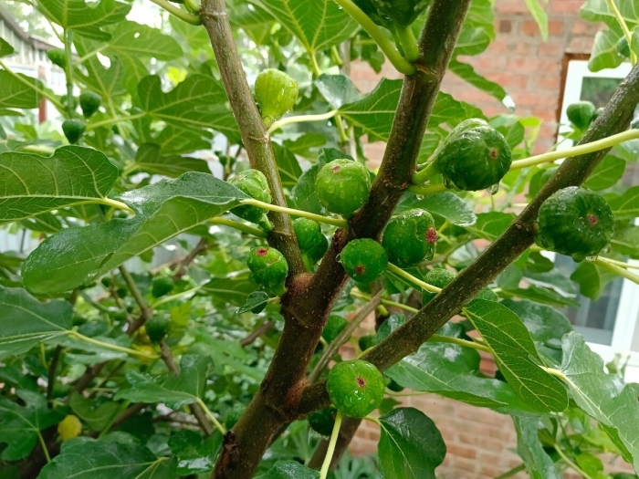 Комнатный инжир