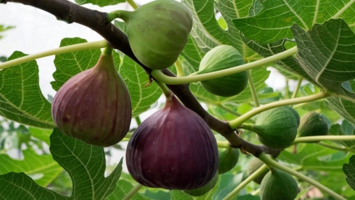 Саженец инжир