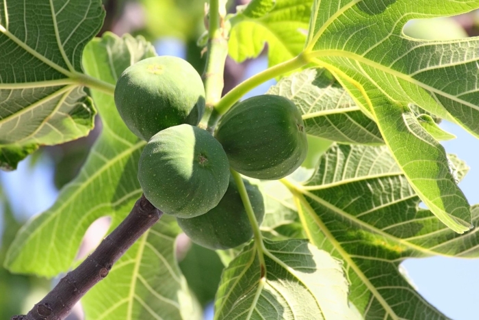 Инжир фиговое дерево