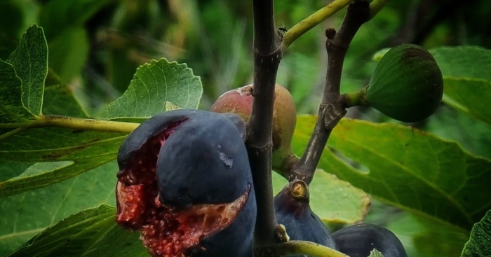 Дикий инжир