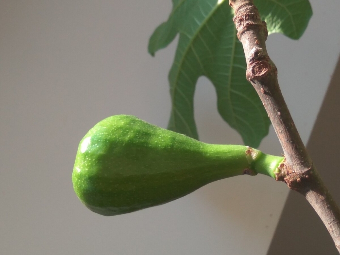 Инжир фиговое дерево